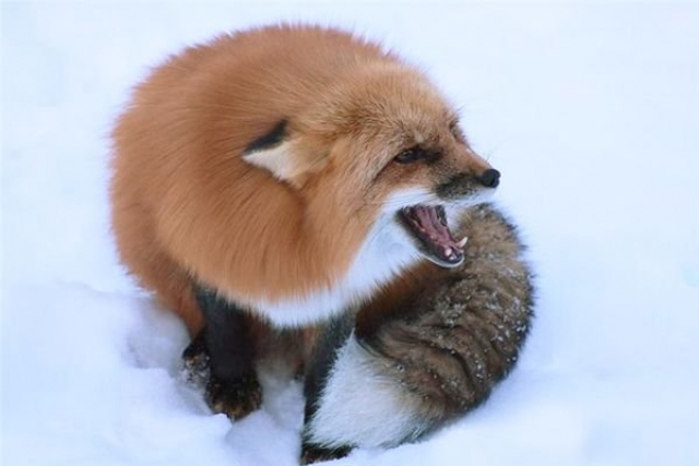 Под Харьковом домашних питомцев покусала бешеная лиса: введен карантин