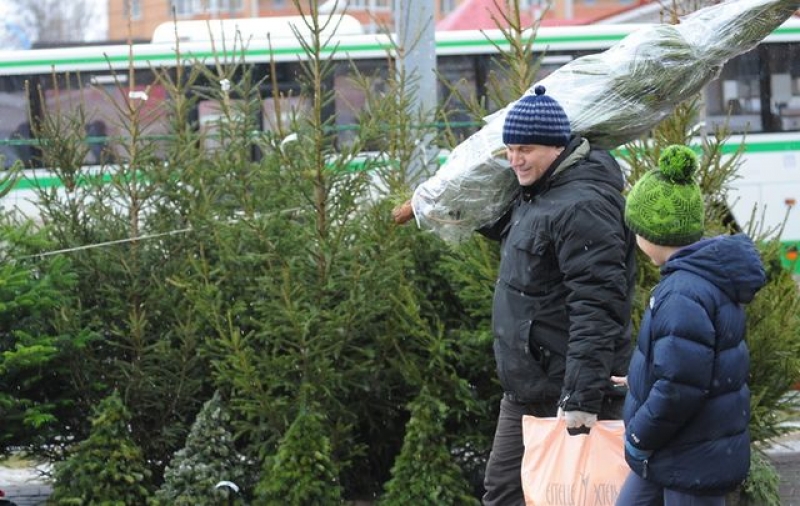 На Харьковщине стартовала елочная кампания