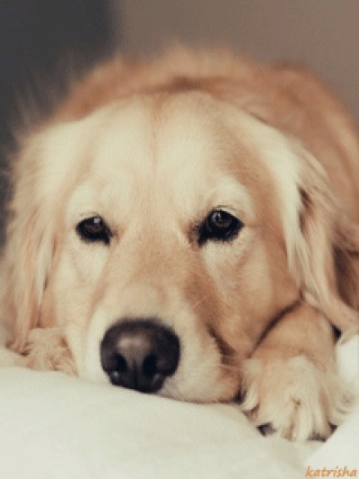 В Харькове откроют совет по обращению с животными