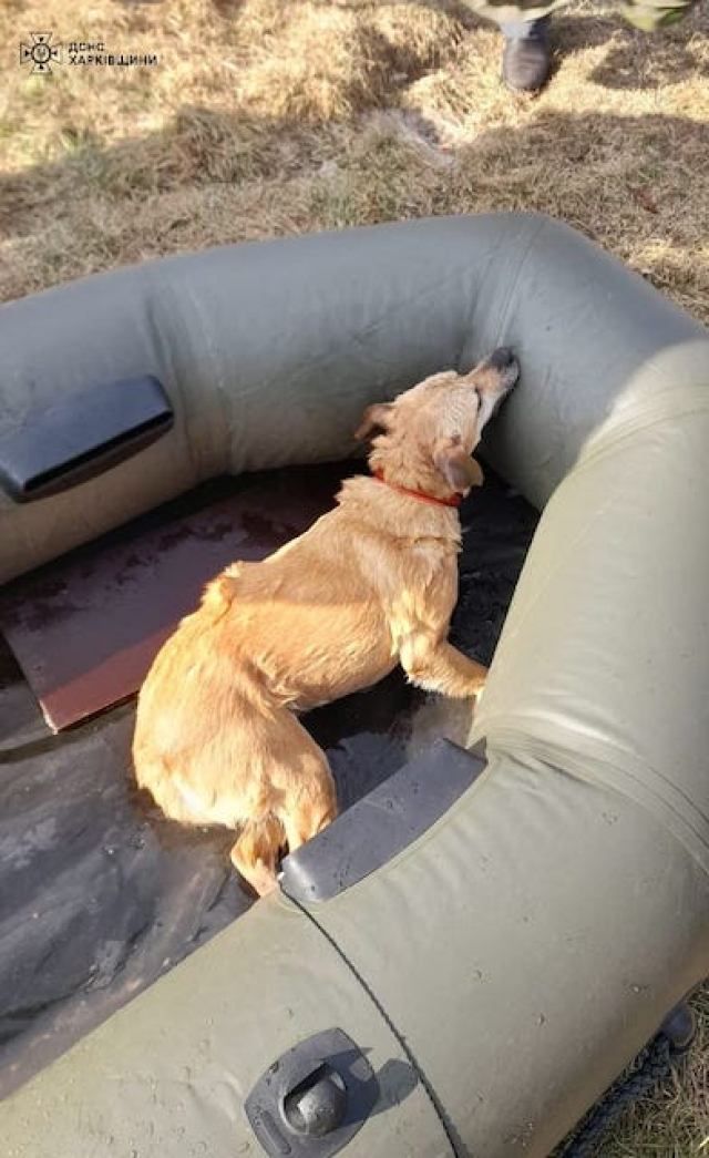 Спасатели вытащили собаку из ледяной воды и передали ее владельцу