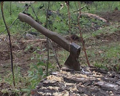 Существует проблема вырубки деревьев у школ