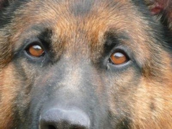 Пес Ивсен разоблачил преступника