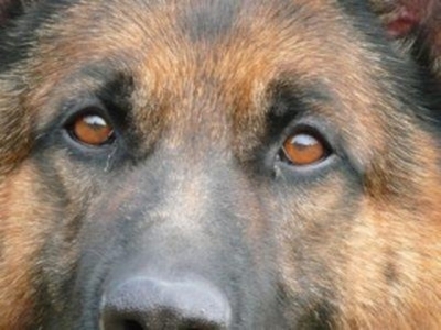 Пес Ивсен разоблачил преступника