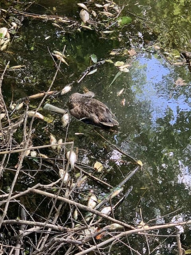 По факту загрязнения р. Уды прокуратура начала расследование