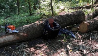 В Гутянском лесничестве продолжается незаконная вырубка леса