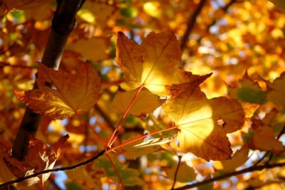 Этой осенью в Харькове синоптики зафиксировали еще один рекорд