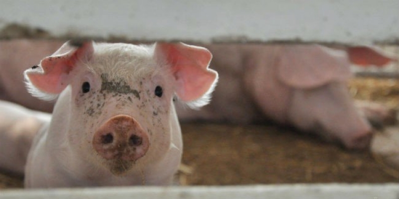 На Харьковщине – АЧС среди диких кабанов