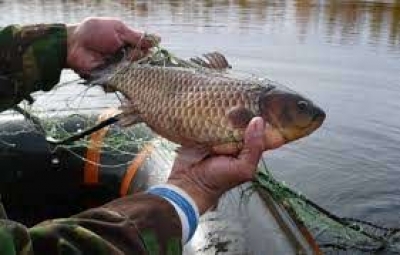 Задержан браконьер, поймавший 20 экземпляров краснокнижной рыбы