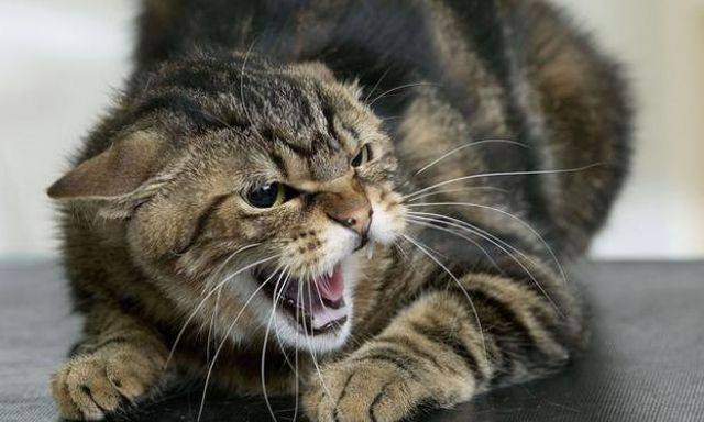 Случай бешенства домашнего животного зарегистрирован в Балаклейской громаде