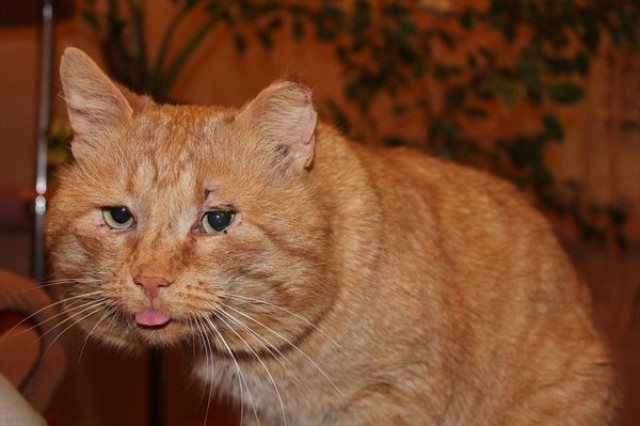 Бешеный кот покусал ребенка в Нововодолажской громаде