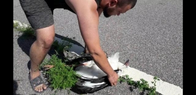 Под Харьковом аисты попали в беду: 1 птицу удалось спасти