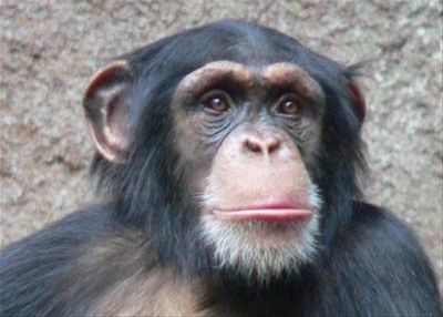 В экопарке выбрали звериного мэра