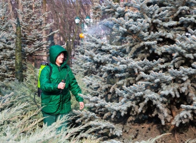 Вандалы срубили в Харькове голубые ели