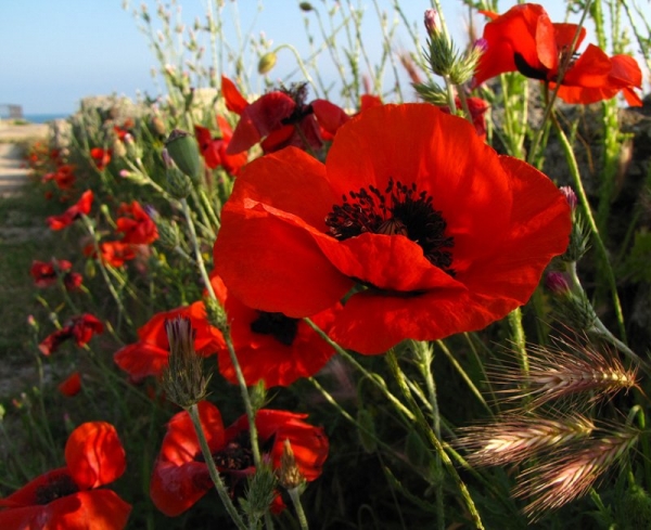 На Харьковщине задержали троих наркоманов