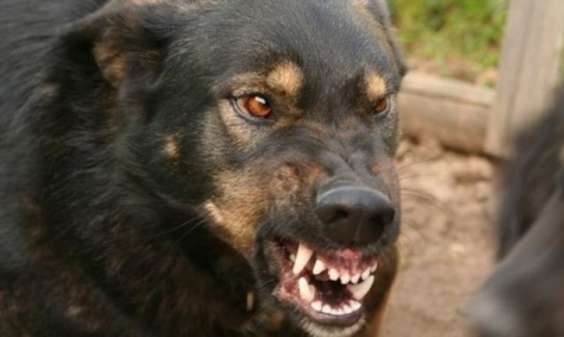 Под Харьковом взбесившийся домашний питомец напал на людей