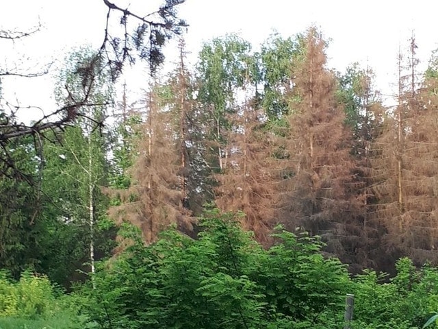 Короед-топограф уничтожает сосны и ели в ботаническом саду