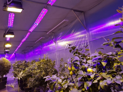 Преимущества LED-освещения растений