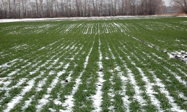 Что будет с озимыми в Харьковской области?