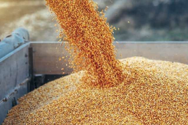 Россияне воруют зерно в Золочевской громаде и вывозят его в РФ