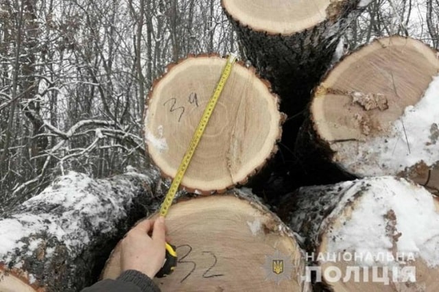Возле села Максимовка в Богодуховском районе уничтожено 86 ясеней