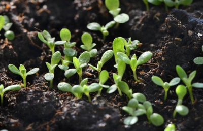 Розсаду яких овочів посадити в січні: як це робиться, особливості та корисні поради