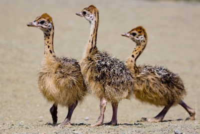 В экопарке новые обитатели