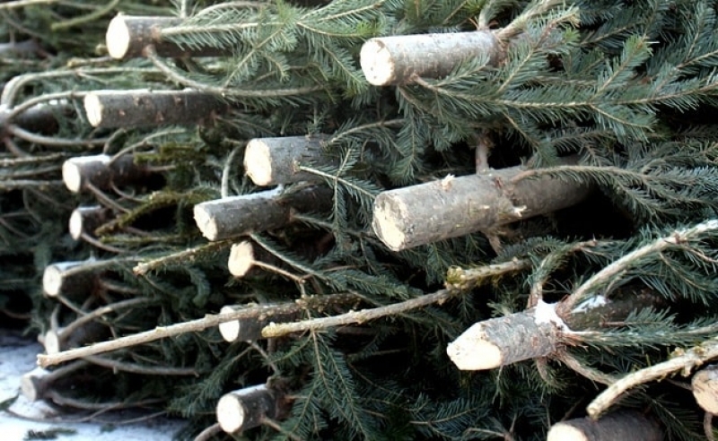 Более 200 незаконно срубленных елок изъяли в Харькове