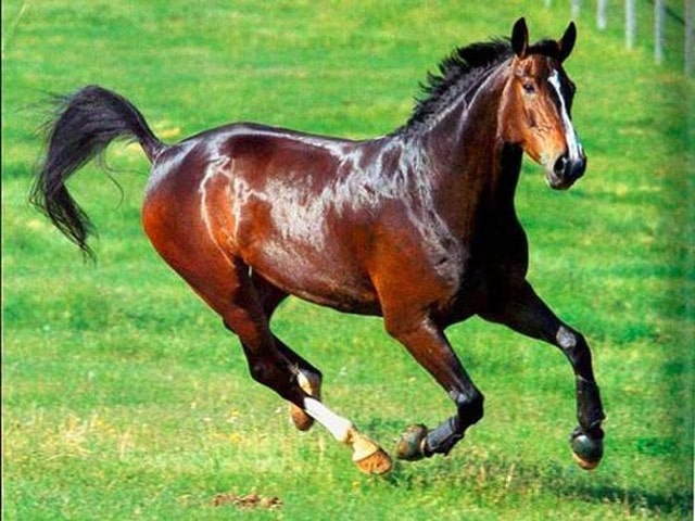 Полиция установила обстоятельства жуткой гибели девочки