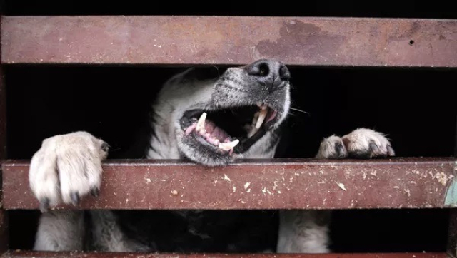 Очередной случай бешенства зарегистрирован в селе Федоровка