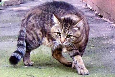 Бешеный кот покусал несколько человек