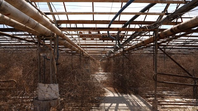 Змиевская овощная фабрика за два года потеряла все теплицы