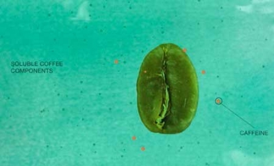 Полезное с приятным: натуральный кофе без кофеина