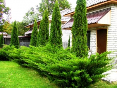 Можжевельник обыкновенный (фото, описание, посадка и уход)