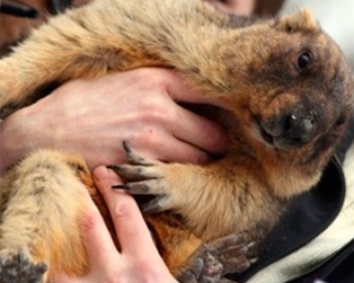 Сурок Тимка предсказал погоду