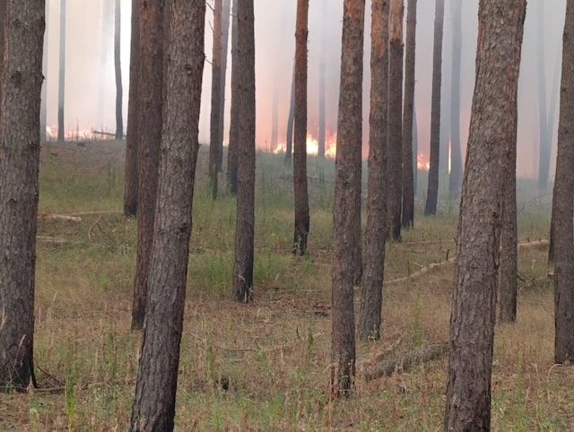 В Харьковской области пожар охватил свыше 31-го гектара лесной территории