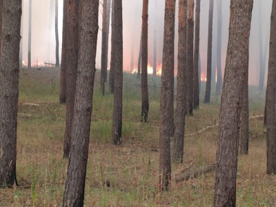 В Харьковской области пожар охватил свыше 31-го гектара лесной территории