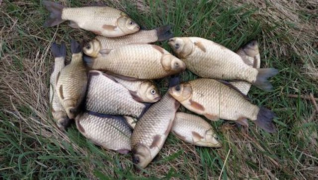 Браконьер предстанет перед судом – ловил рыбу во время нереста