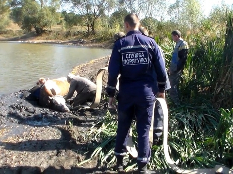 Под Харьковом спасатели достали из болота женщину и корову (фото)