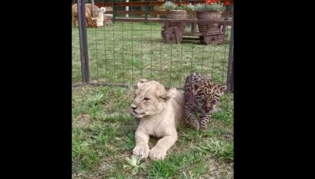 В Харьковском Экопарке стартовала новая программа под названием «Детский сад»