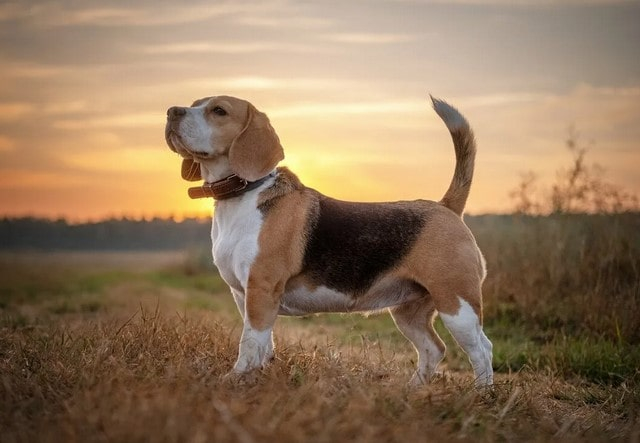 Собака породы бигль: описание, характер, плюсы и минусы