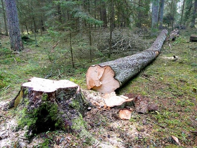 Убийство по неосторожности: женщина погибла из-за дерева, спиленного ее братом