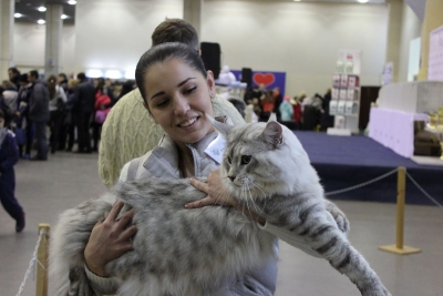 В Харьков съехались кошки