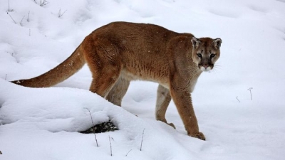 В Харькове из Экопарка сбежала пума?