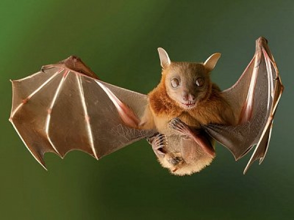 В экопарке прошла Ночь летучих мышей