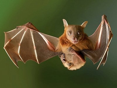 В экопарке прошла Ночь летучих мышей