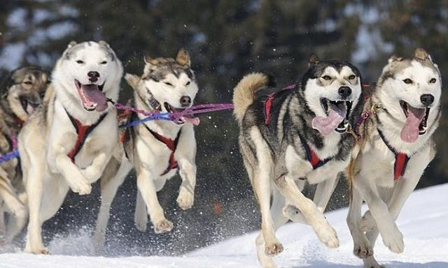 В Пятихатках прошел традиционный фестиваль Winter Dog Fest 2022