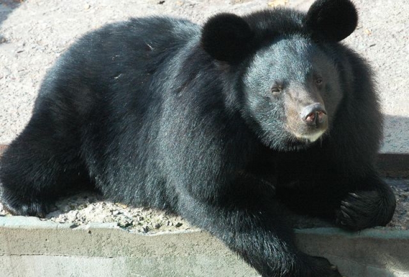 Зиме быть: в зоопарке Харькова наконец-то начали засыпать медведи