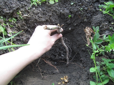 В парке «Стрелка» выкопали 300 цветов