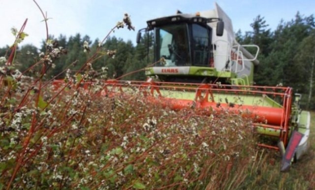 Больше всего зерновых собрано в Харьковской области