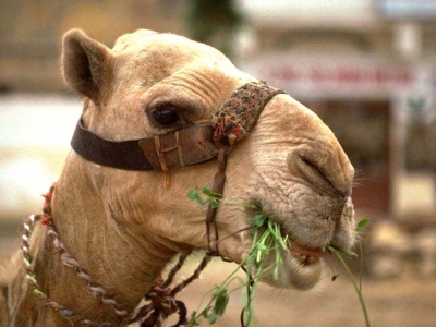 Верблюд пошел на поправку